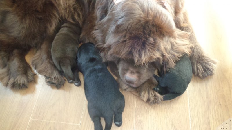 Фото: ньюфаундленд Hohotushka s Berega Dona (Хохотушка с Берега Дона)