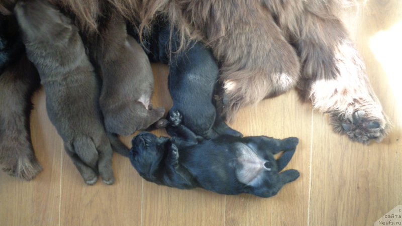 Фото: ньюфаундленд Hohotushka s Berega Dona (Хохотушка с Берега Дона)