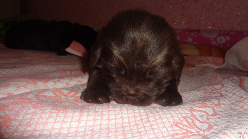 Фото: ньюфаундленд A I Super Premium (А Я Супер Премиум)