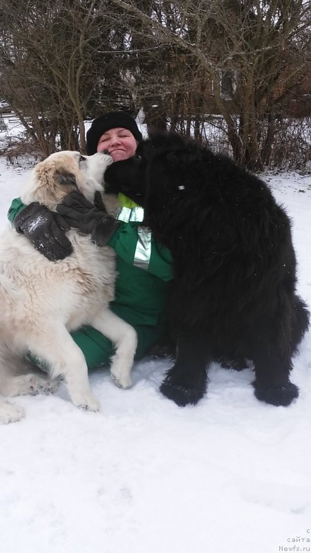 Фото: Lyudmila Pavlova (Людмила Павлова), ньюфаундленд Funnewf Jemapel Madam Nuar (Фанньюф Жемапель Мадам Нуар), Ингфред Шан Хайни Дью - пиренейка.