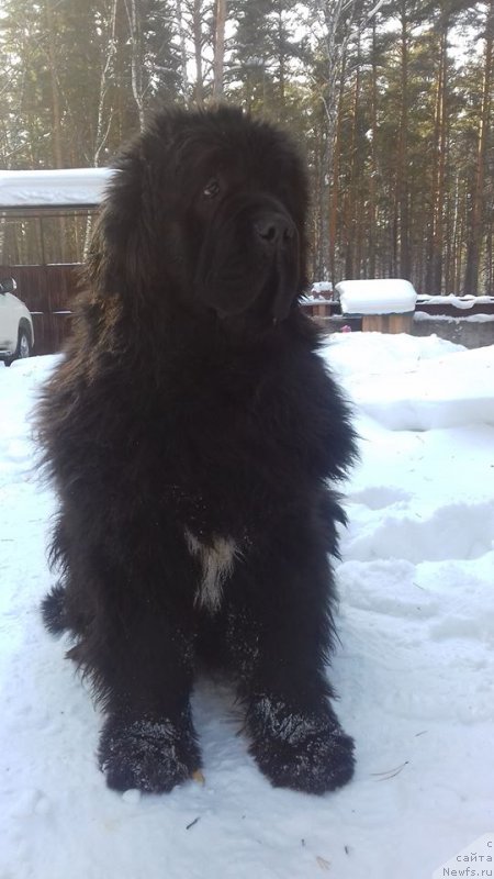 Фото: ньюфаундленд Super Premium Mal'ta (Супер Премиум Мальта)