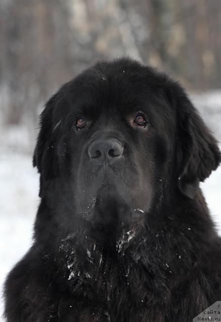 Фото: ньюфаундленд Jemchug Grand iz Unikal'noy Kollekcii (Жемчуг Гранд из Уникальной Коллекции)