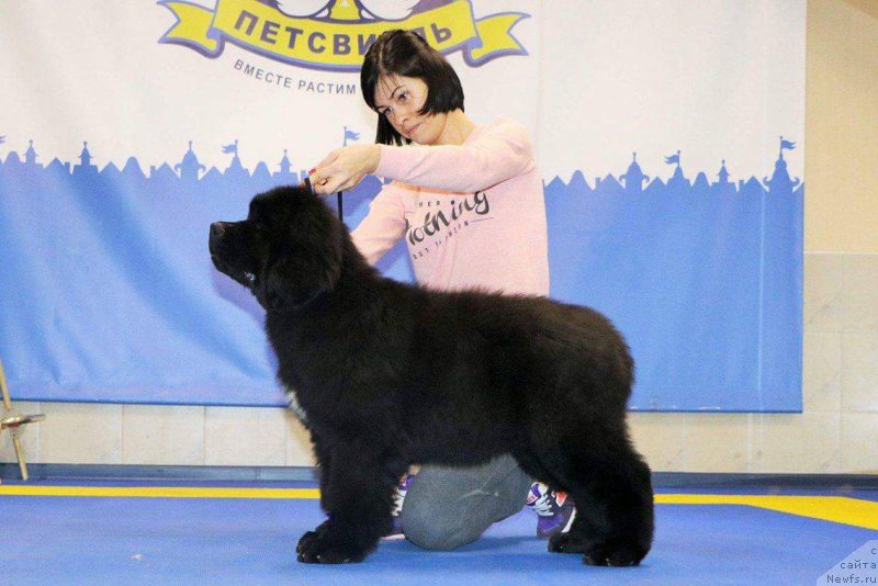 Фото: ньюфаундленд Duart Castle's Protector