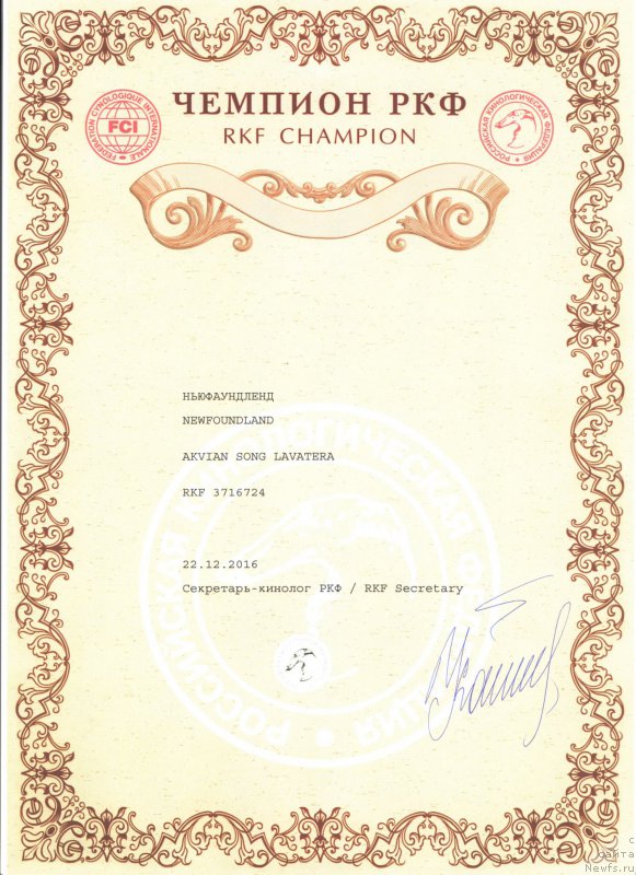 Фото: ньюфаундленд Akvian Song Lavatera (Аквиан Сонг Лаватера)