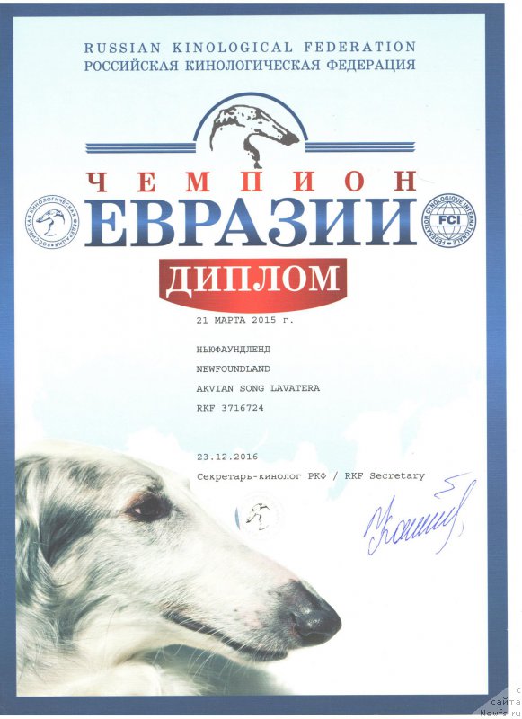 Фото: ньюфаундленд Akvian Song Lavatera (Аквиан Сонг Лаватера)