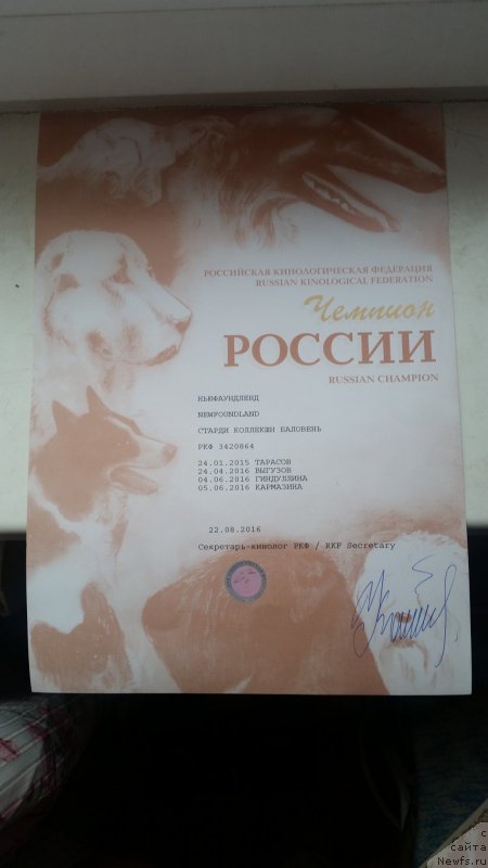 Фото: ньюфаундленд Stardi Kollekshn Baloven' (Старди Коллекшн Баловень)