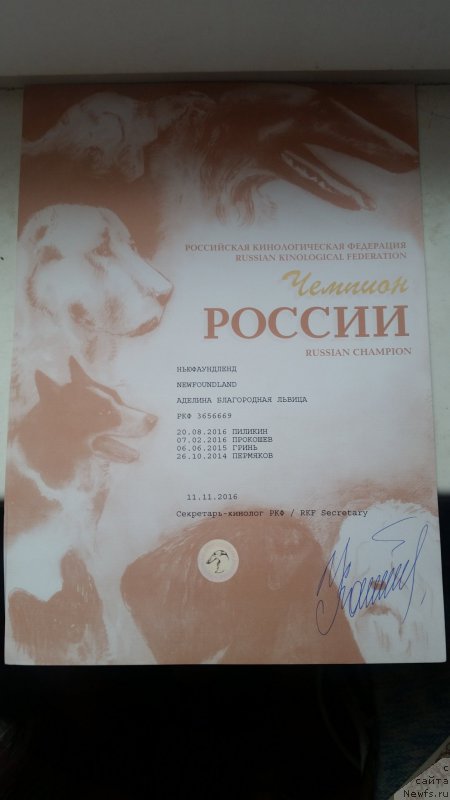 Фото: ньюфаундленд Adelina Blagorodnaya L'vica (Аделина Благородная Львица)