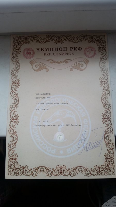 Фото: ньюфаундленд Adelina Blagorodnaya L'vica (Аделина Благородная Львица)