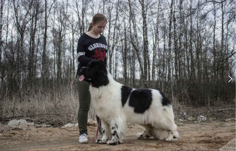 Фото: ньюфаундленд Super Bizon Malina (Супер Бизон Малина)
