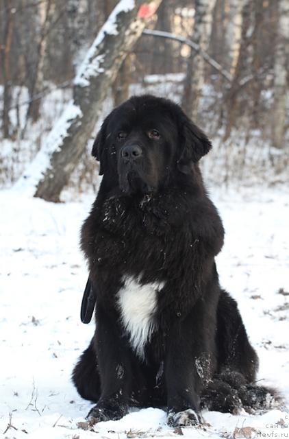 Фото: ньюфаундленд Jemchug Grand iz Unikal'noy Kollekcii (Жемчуг Гранд из Уникальной Коллекции)