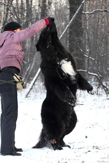 Фото: ньюфаундленд Jemchug Grand iz Unikal'noy Kollekcii (Жемчуг Гранд из Уникальной Коллекции), Irina Dolotova (Ирина Долотова)