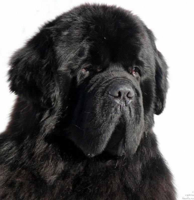 Фотография № 221462