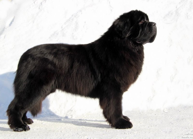 Фото: ньюфаундленд Huode Shen Aristotel (Хуодэ Шень Аристотель)