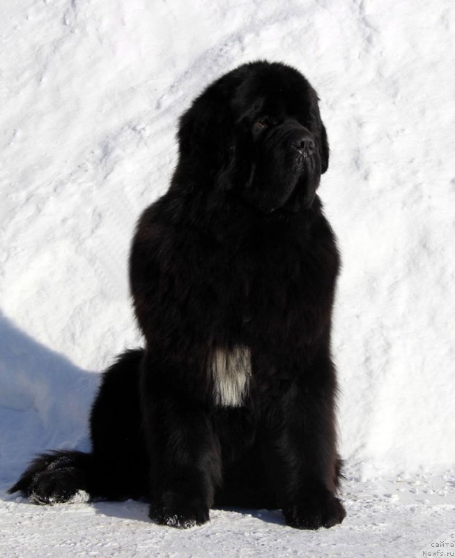 Фотография № 221464