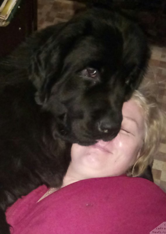 Фото: ньюфаундленд Parki is Antagrada (Парки из Антаграда), Natal'ya Verina (Наталья Верина)