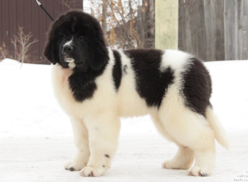 Фото: ньюфаундленд Akvian Song Teyyat Prior (Аквиан Сонг Тейят Приор)