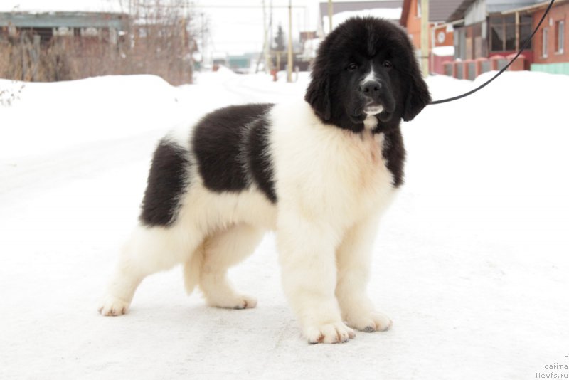 Фото: ньюфаундленд Akvian Song Teyyat Prior (Аквиан Сонг Тейят Приор)