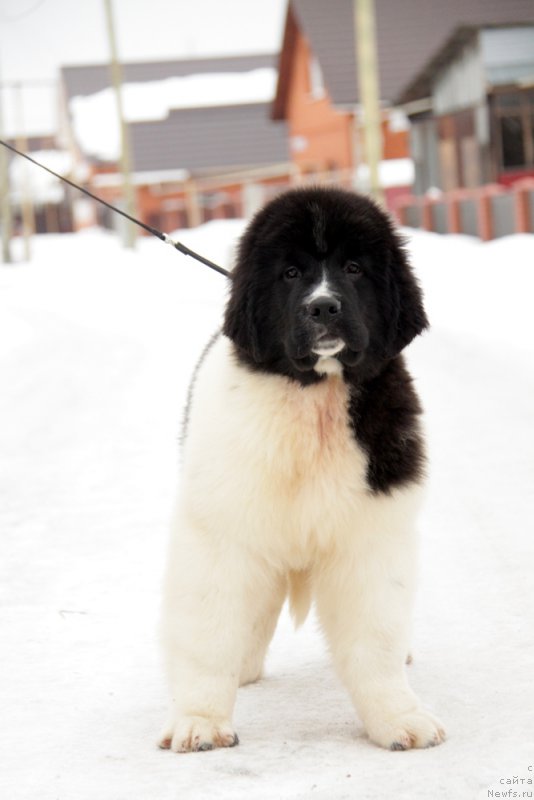 Фото: ньюфаундленд Akvian Song Teyyat Prior (Аквиан Сонг Тейят Приор)