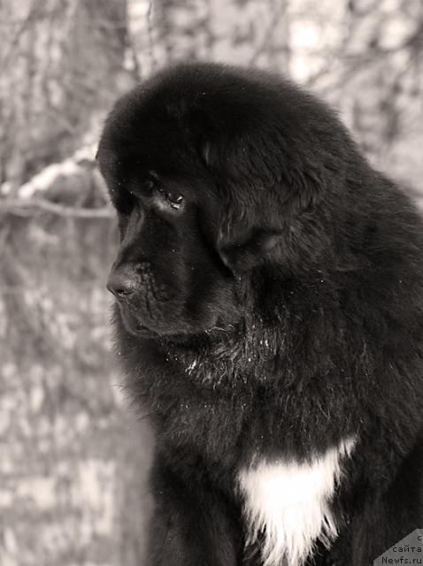 Фото: ньюфаундленд Jemchug Grand iz Unikal'noy Kollekcii (Жемчуг Гранд из Уникальной Коллекции)