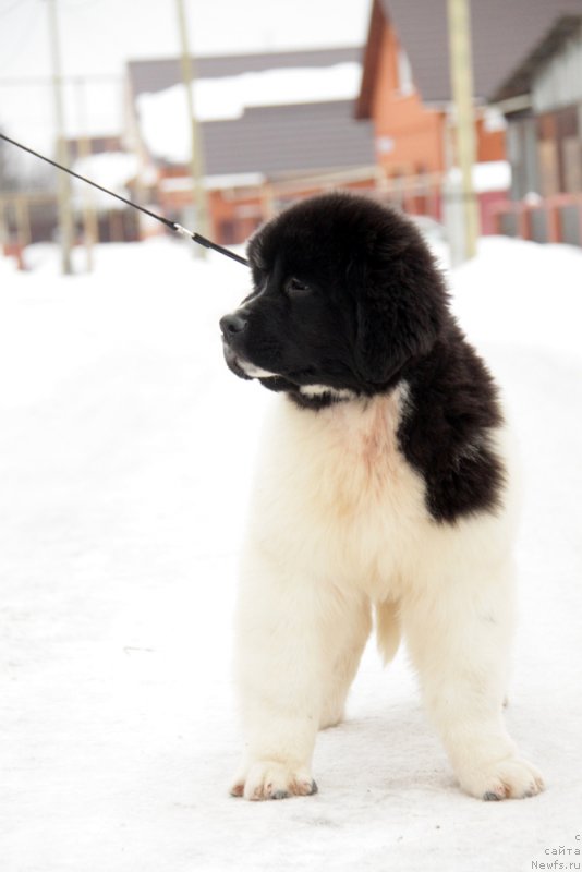 Фото: ньюфаундленд Akvian Song Teyyat Prior (Аквиан Сонг Тейят Приор)