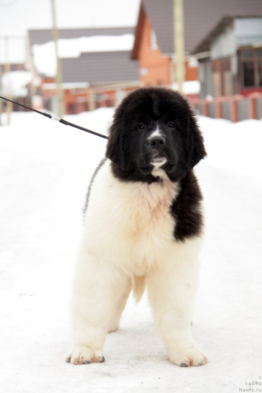 Фото: ньюфаундленд Akvian Song Teyyat Prior (Аквиан Сонг Тейят Приор)