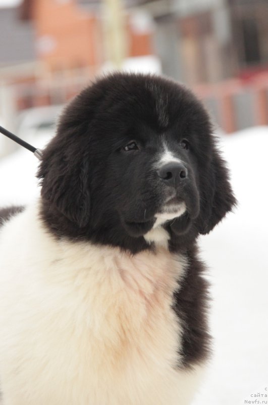 Фото: ньюфаундленд Akvian Song Teyyat Prior (Аквиан Сонг Тейят Приор)