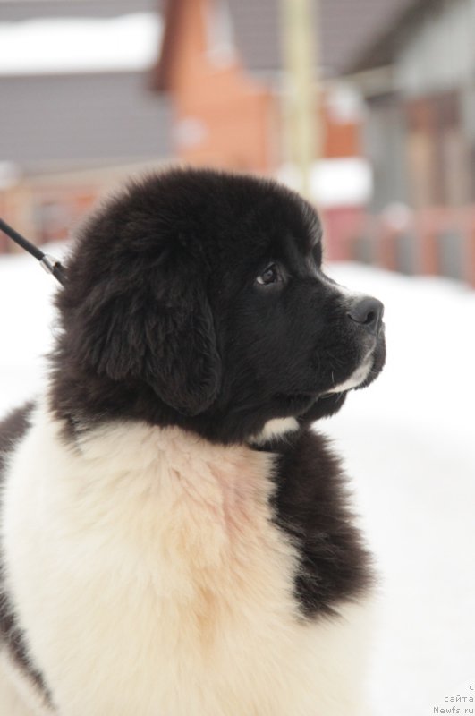 Фото: ньюфаундленд Akvian Song Teyyat Prior (Аквиан Сонг Тейят Приор)