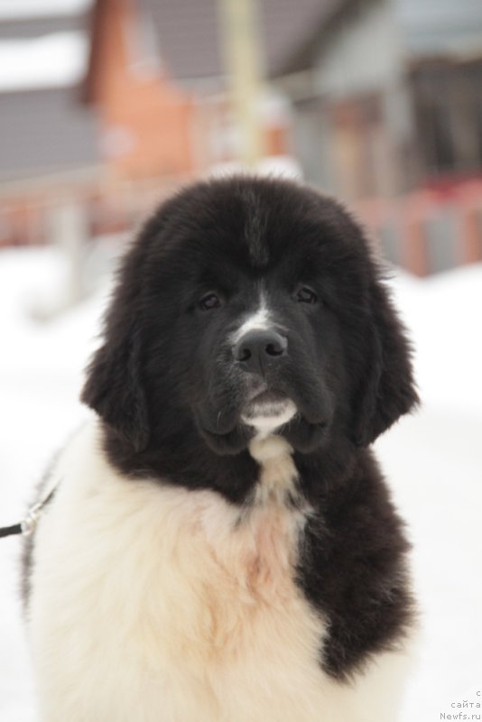Фото: ньюфаундленд Akvian Song Teyyat Prior (Аквиан Сонг Тейят Приор)