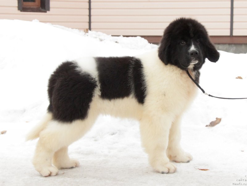 Фото: ньюфаундленд Akvian Song Teyyat Prior (Аквиан Сонг Тейят Приор)