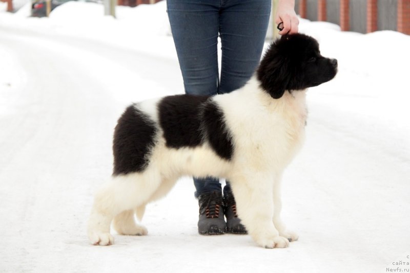 Фото: ньюфаундленд Akvian Song Teyyat Prior (Аквиан Сонг Тейят Приор)