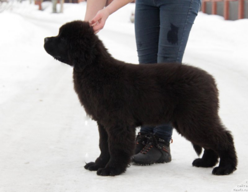 Фото: ньюфаундленд Akvian Song Tornado (Аквиан Сонг Торнадо)