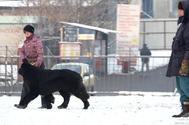 Фото: ньюфаундленд Jemchug Grand iz Unikal'noy Kollekcii (Жемчуг Гранд из Уникальной Коллекции), Irina Dolotova (Ирина Долотова)