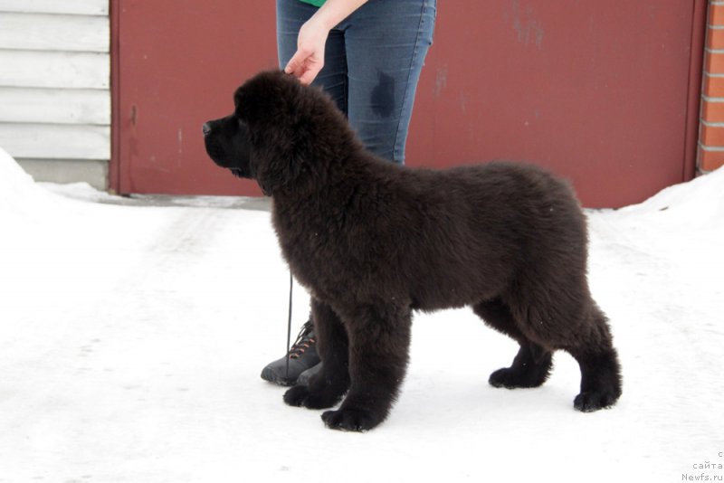 Фото: ньюфаундленд Akvian Song Tornado (Аквиан Сонг Торнадо)