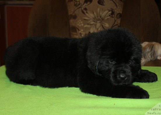 Фото: ТВ Исфахан, ньюфаундленд Markiz Maximilien de Mark (Маркиз Максимельен Де Марк)