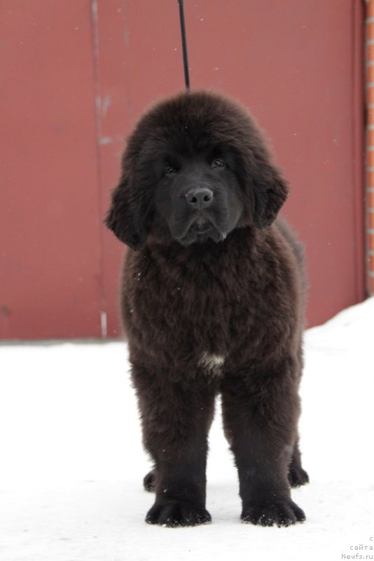 Фото: ньюфаундленд Akvian Song Tornado (Аквиан Сонг Торнадо)