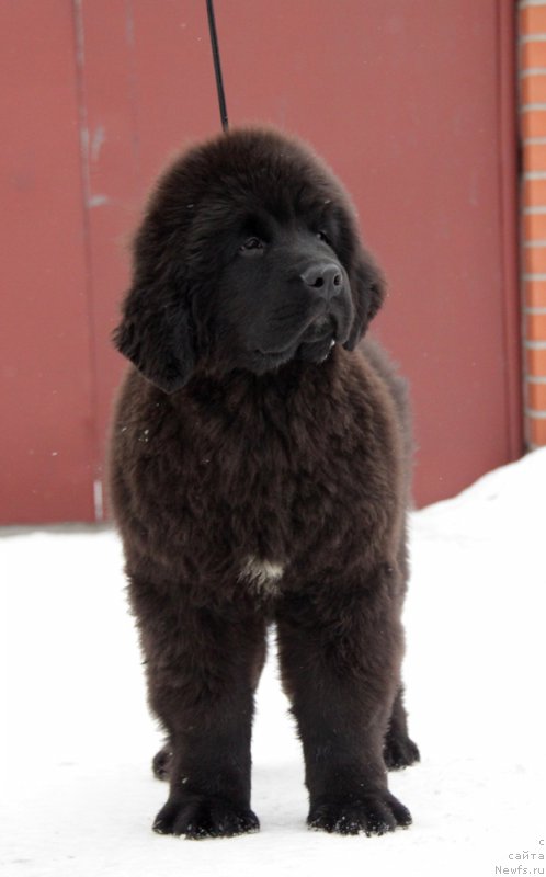 Фото: ньюфаундленд Akvian Song Tornado (Аквиан Сонг Торнадо)