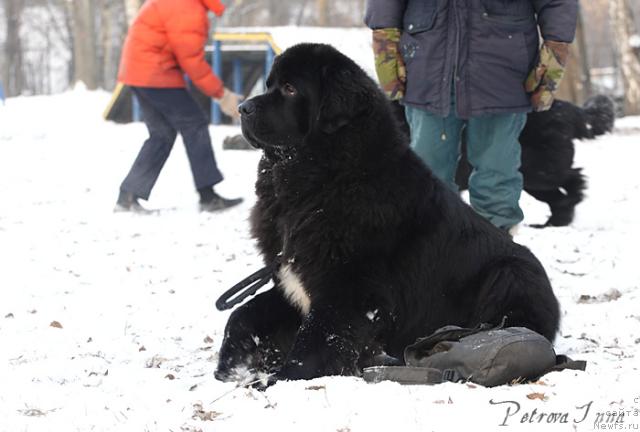 Фото: ньюфаундленд Jemchug Grand iz Unikal'noy Kollekcii (Жемчуг Гранд из Уникальной Коллекции)