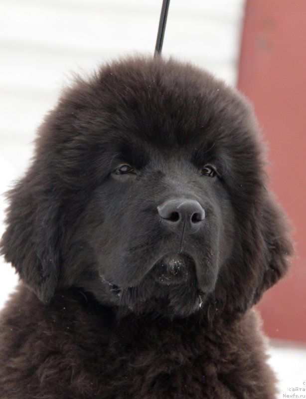 Фото: ньюфаундленд Akvian Song Tornado (Аквиан Сонг Торнадо)
