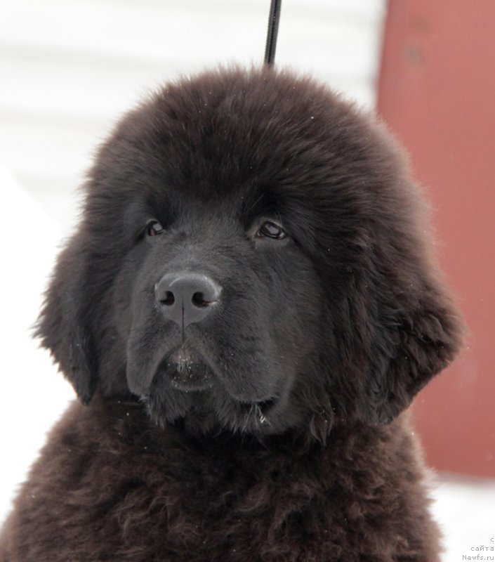 Фото: ньюфаундленд Akvian Song Tornado (Аквиан Сонг Торнадо)
