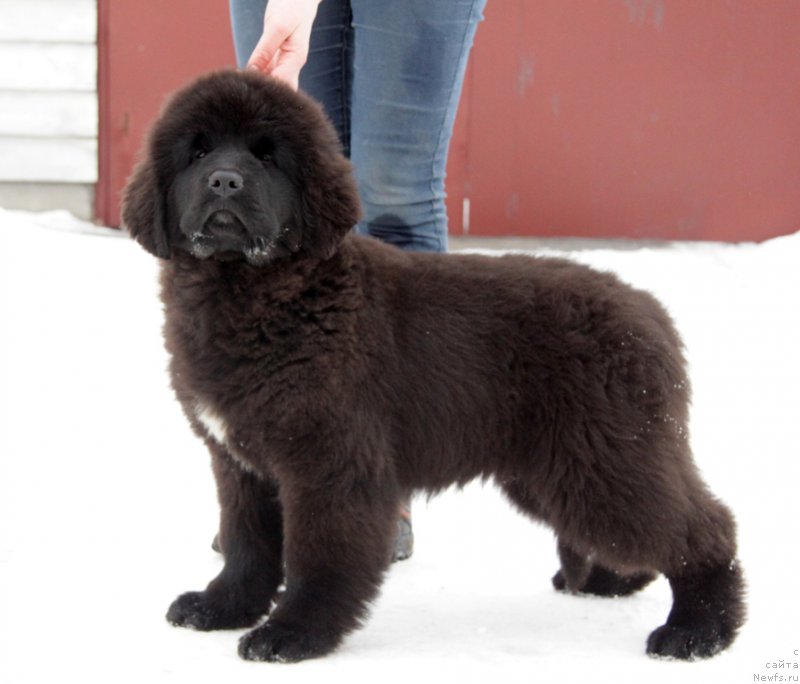 Фото: ньюфаундленд Akvian Song To Fi Fi (Аквиан Сонг То Фи Фи)