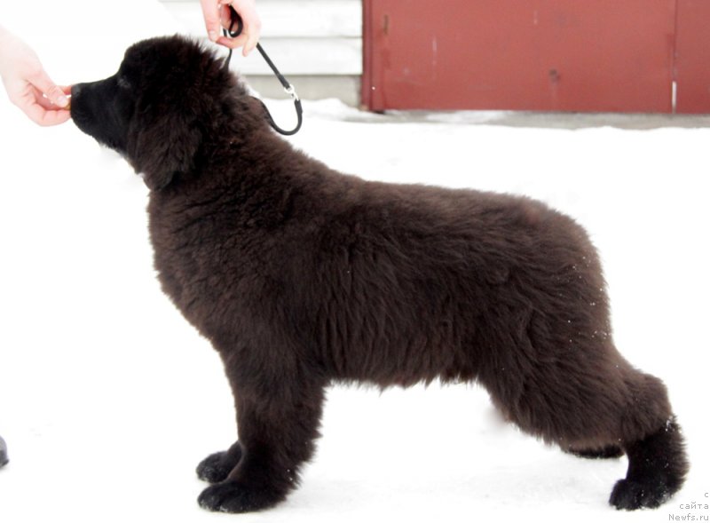 Фото: ньюфаундленд Akvian Song To Fi Fi (Аквиан Сонг То Фи Фи)