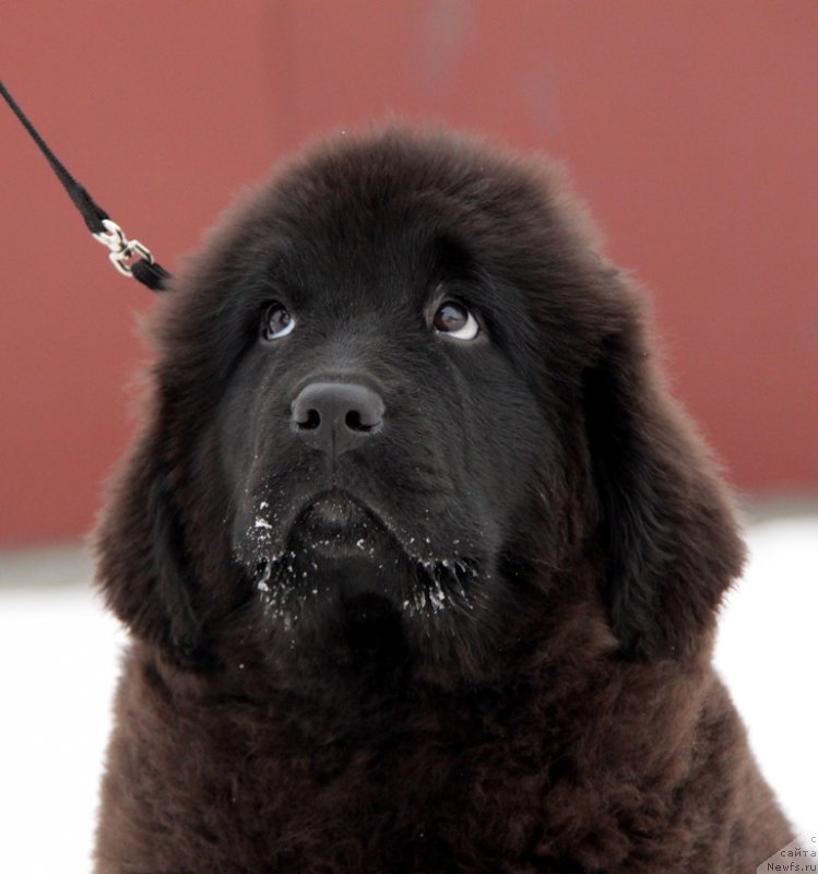Фото: ньюфаундленд Akvian Song To Fi Fi (Аквиан Сонг То Фи Фи)