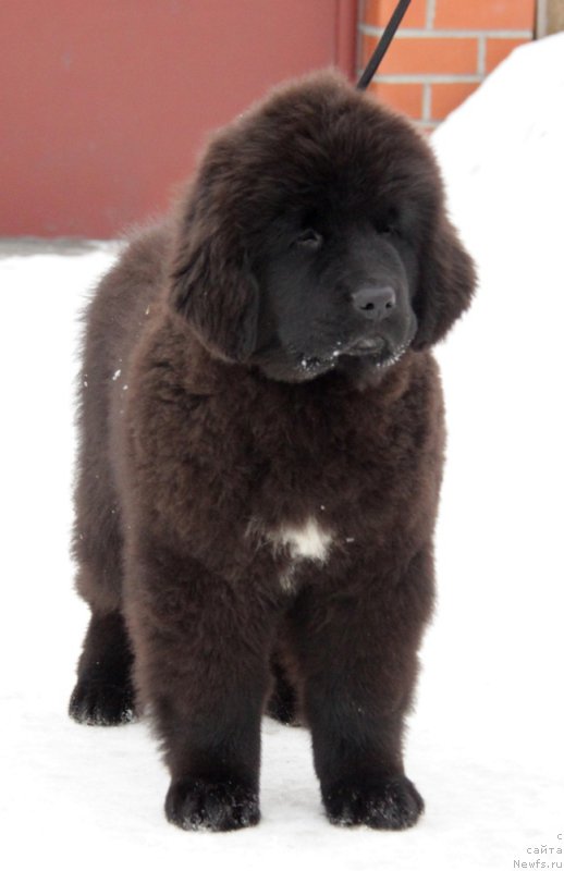 Фото: ньюфаундленд Akvian Song To Fi Fi (Аквиан Сонг То Фи Фи)