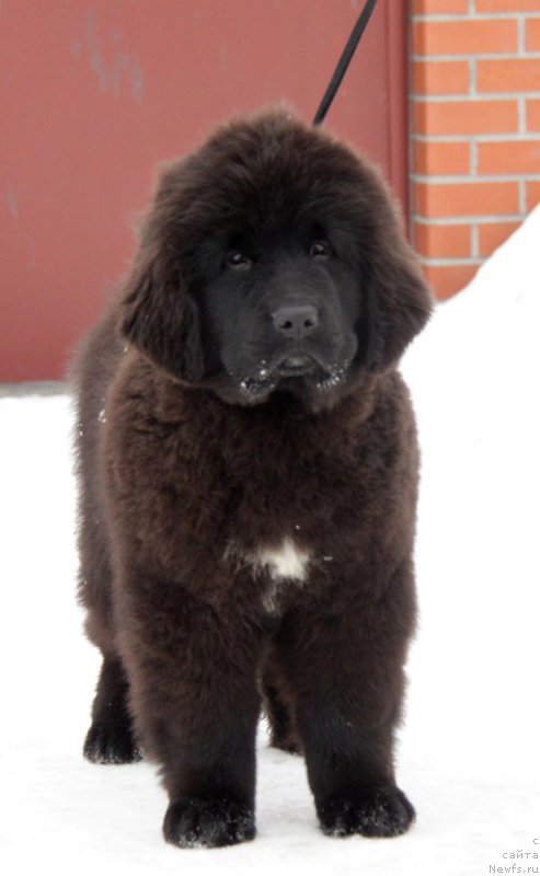 Фото: ньюфаундленд Akvian Song To Fi Fi (Аквиан Сонг То Фи Фи)