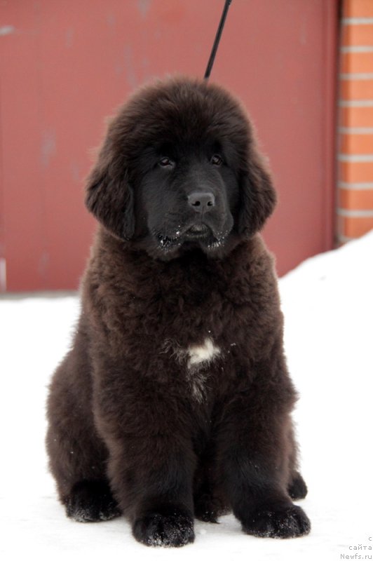 Фото: ньюфаундленд Akvian Song To Fi Fi (Аквиан Сонг То Фи Фи)