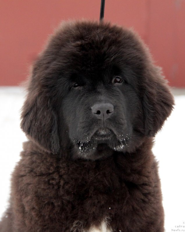 Фото: ньюфаундленд Akvian Song To Fi Fi (Аквиан Сонг То Фи Фи)