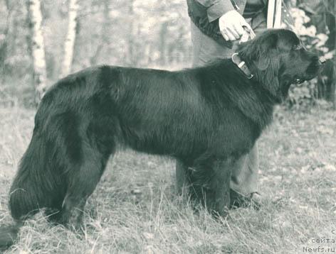 Фото: ньюфаундленд Gisona Agli (Гисона Агли)