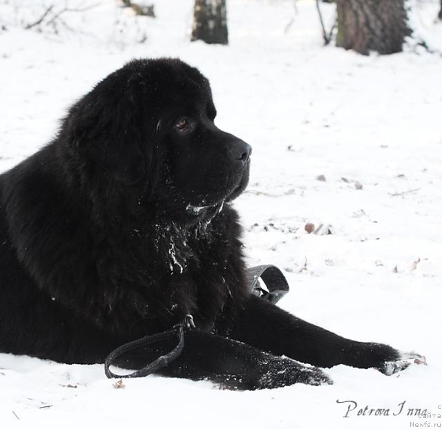 Фото: ньюфаундленд Jemchug Grand iz Unikal'noy Kollekcii (Жемчуг Гранд из Уникальной Коллекции)