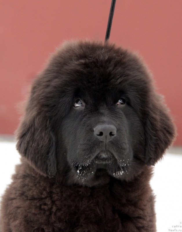 Фото: ньюфаундленд Akvian Song To Fi Fi (Аквиан Сонг То Фи Фи)