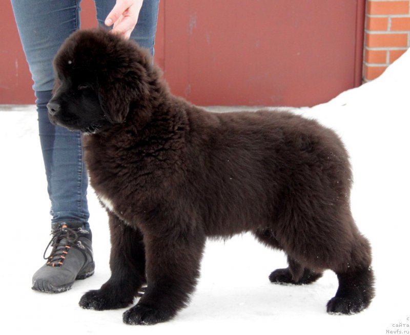 Фото: ньюфаундленд Akvian Song To Fi Fi (Аквиан Сонг То Фи Фи)